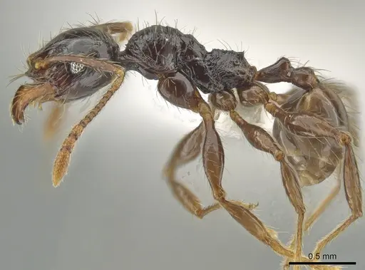 Pheidole antillana - CASENT0630584