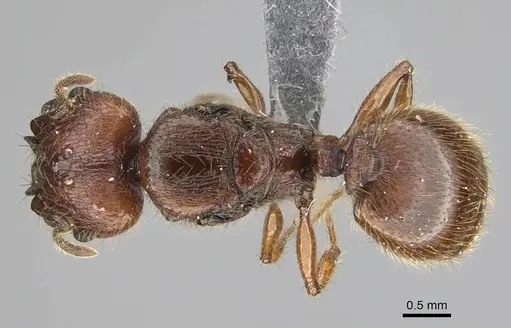 Pheidole antillana - CASENT0767557