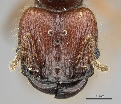 Pheidole antillana - CASENT0767557