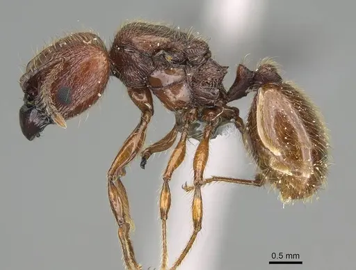 Pheidole antillana - CASENT0767557