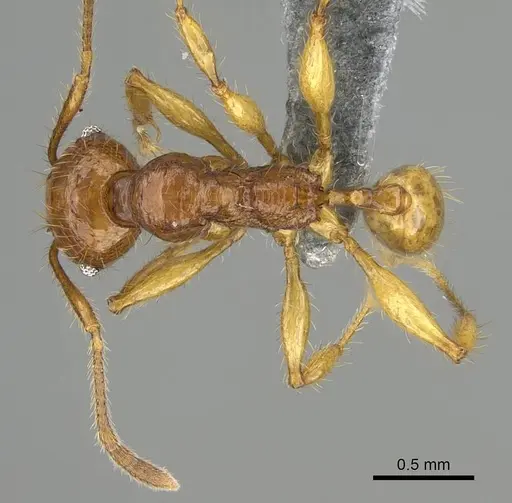 Pheidole antillana - CASENT0767616