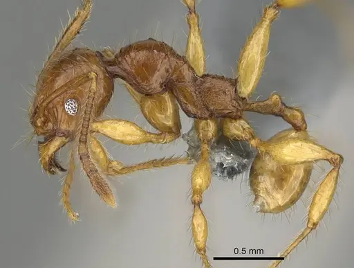 Pheidole antillana - CASENT0767616