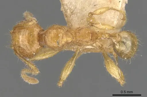 Pheidole antillana - CASENT0901479