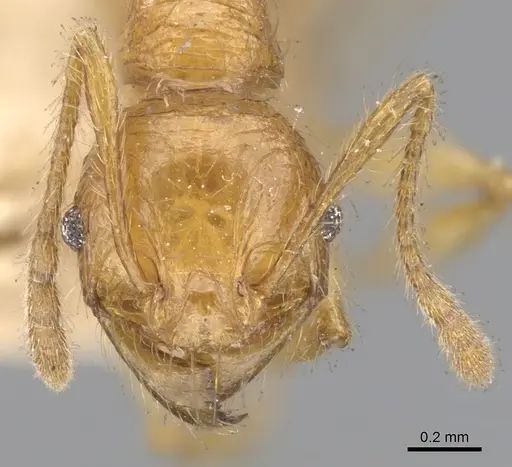 Pheidole antillana - CASENT0901479