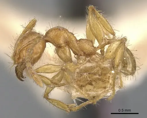 Pheidole antillana - CASENT0901479