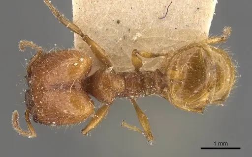 Pheidole antillana - CASENT0908170