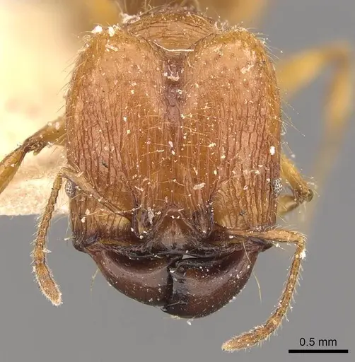 Pheidole antillana - CASENT0908170