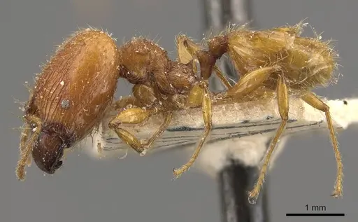 Pheidole antillana - CASENT0908170