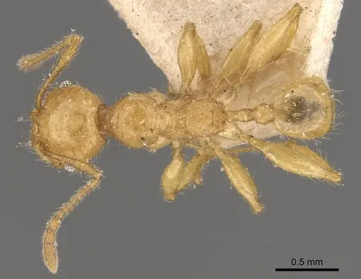 Pheidole antillana - CASENT0908171