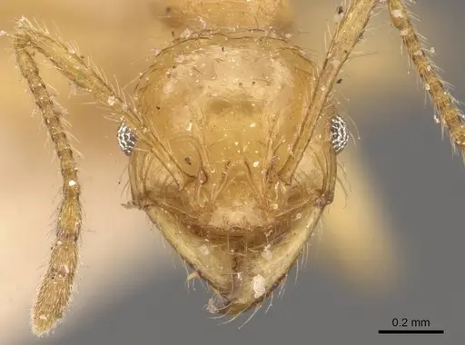 Pheidole antillana - CASENT0908171