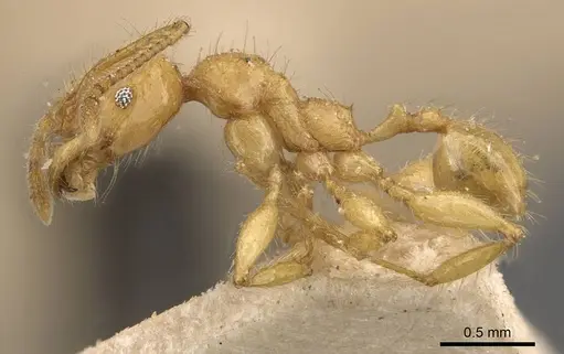 Pheidole antillana - CASENT0908171