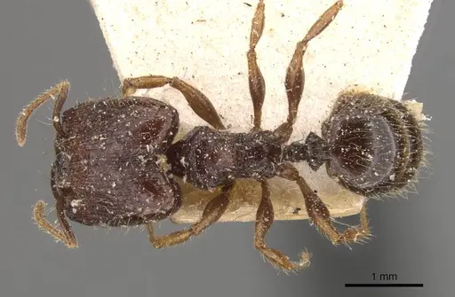 Pheidole antillana - CASENT0908172
