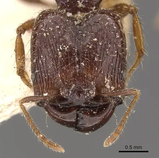 Pheidole antillana - CASENT0908172