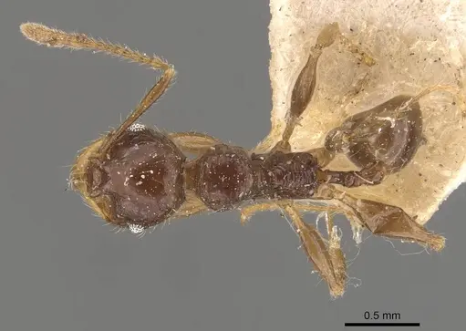 Pheidole antillana - CASENT0908173