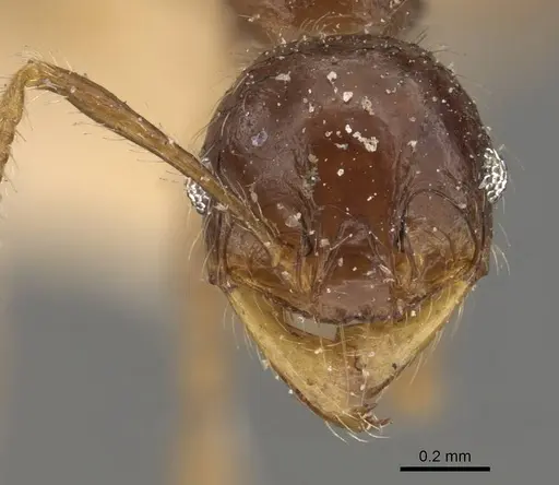 Pheidole antillana - CASENT0908173