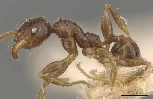 Pheidole antillana - CASENT0908173
