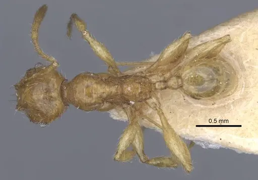 Pheidole antillana - CASENT0916949