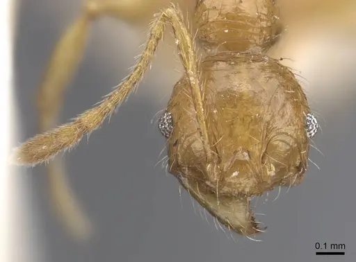 Pheidole antillana - CASENT0916949