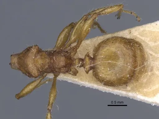 Pheidole antillana - CASENT0916950