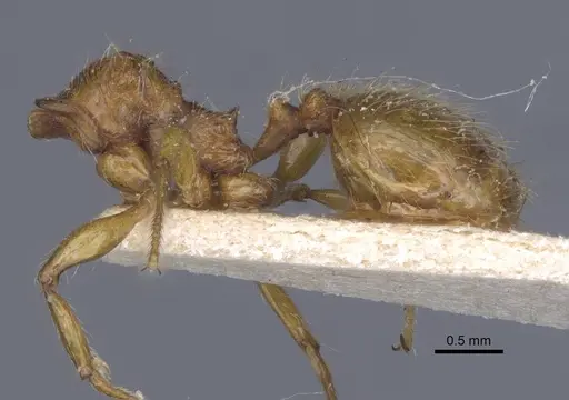 Pheidole antillana - CASENT0916950