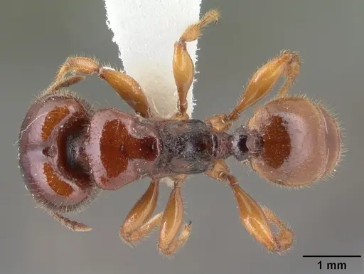 Pheidole antipodum specimen