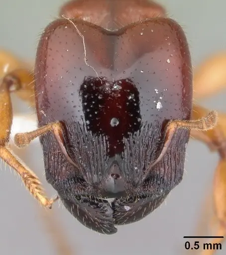 Pheidole antipodum specimen