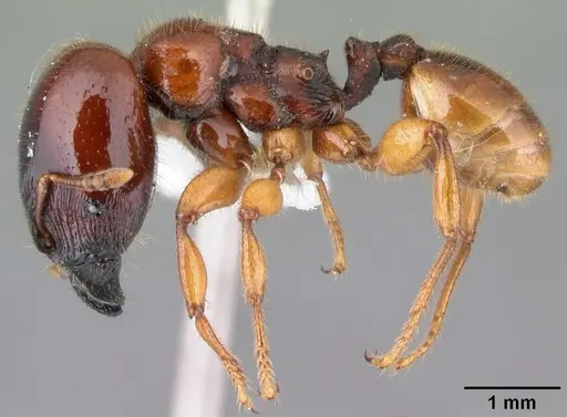 Pheidole antipodum specimen