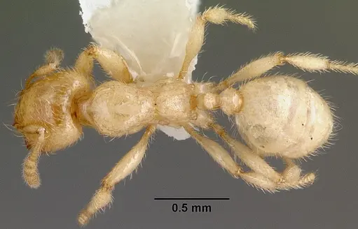 Pheidole antipodum - CASENT0010924