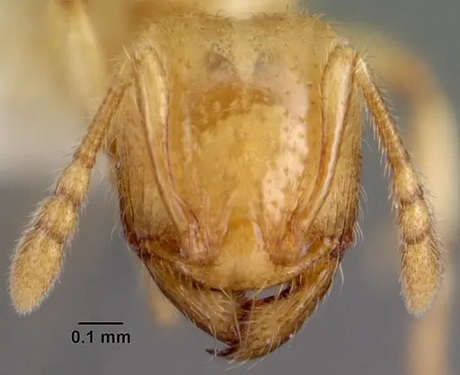 Pheidole antipodum - CASENT0010924