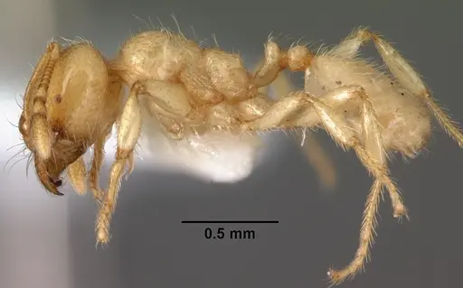 Pheidole antipodum - CASENT0010924