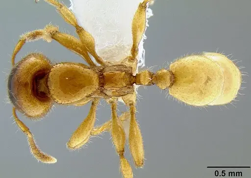 Pheidole antipodum - CASENT0106219
