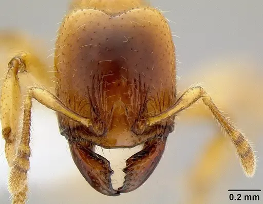 Pheidole antipodum - CASENT0106219