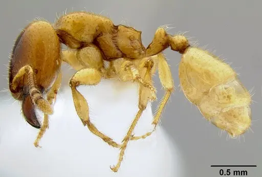 Pheidole antipodum - CASENT0106219