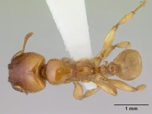 Pheidole antipodum - CASENT0178578