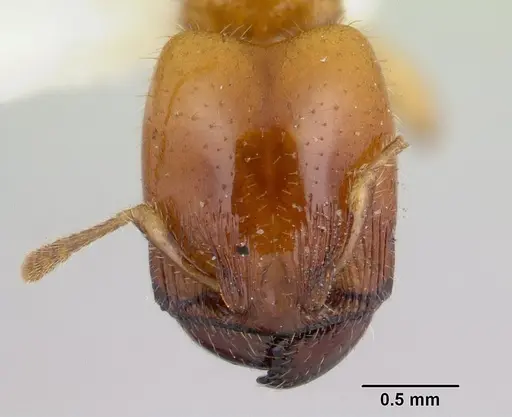 Pheidole antipodum - CASENT0178578