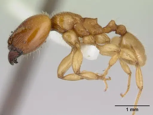 Pheidole antipodum - CASENT0178578