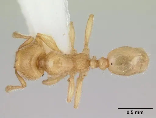 Pheidole antipodum - CASENT0178579