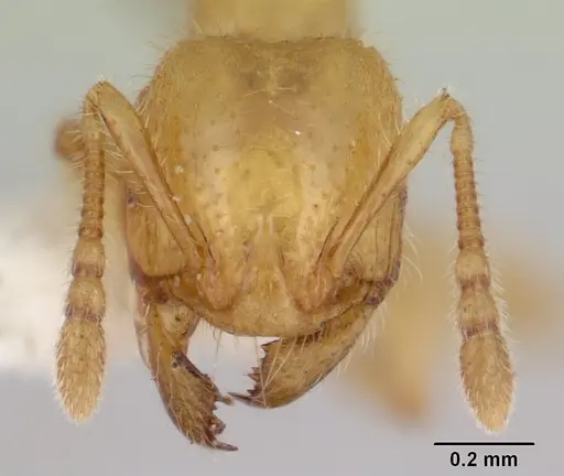 Pheidole antipodum - CASENT0178579
