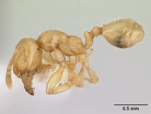 Pheidole antipodum - CASENT0178579