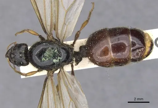 Pheidole antipodum - CASENT0901259