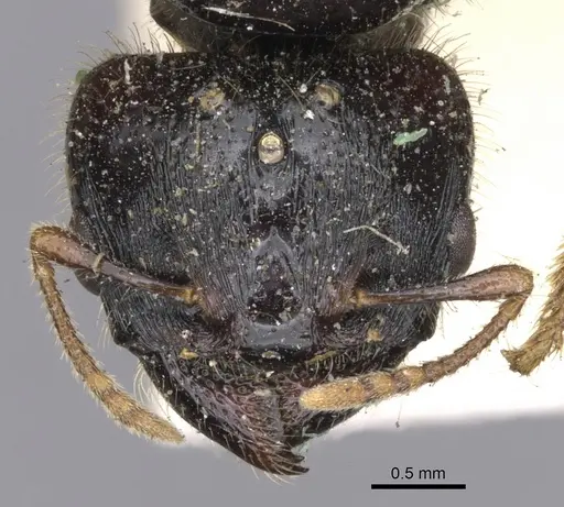 Pheidole antipodum - CASENT0901259