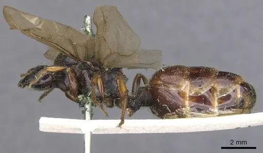 Pheidole antipodum - CASENT0901259