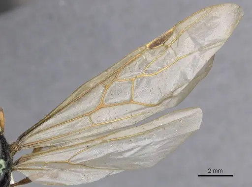 Pheidole antipodum - CASENT0901259