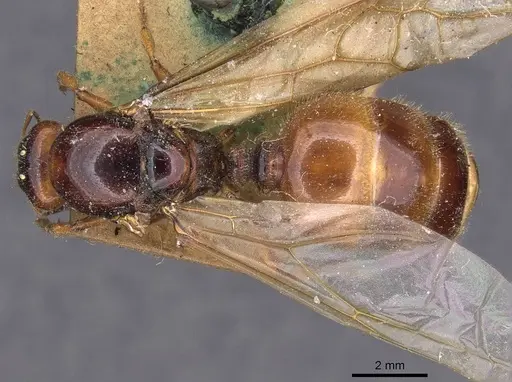 Pheidole antipodum - CASENT0907772