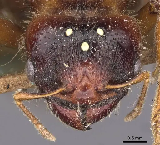 Pheidole antipodum - CASENT0907772