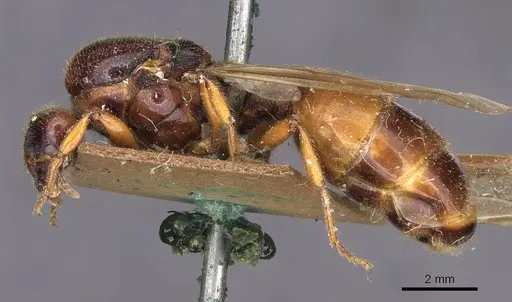 Pheidole antipodum - CASENT0907772