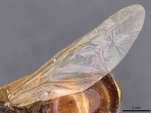 Pheidole antipodum - CASENT0907772