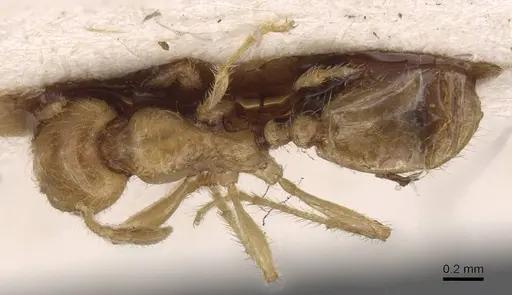 Pheidole antipodum - CASENT0915459