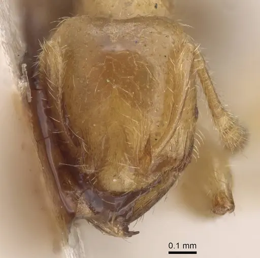 Pheidole antipodum - CASENT0915459