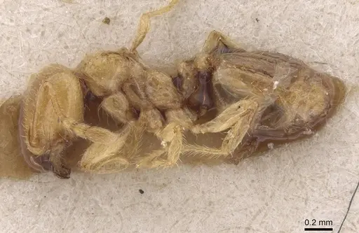 Pheidole antipodum - CASENT0915459